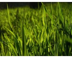 Весенняя трава на берегу Хопра
