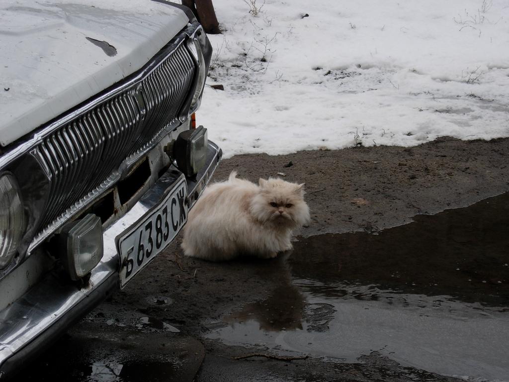 Кот скучает от тепла в декабре (2005 г.)